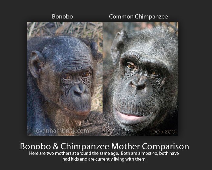 Oliver Chimpanzee Man