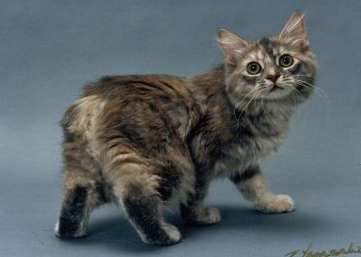 What Type Of Cat Is Found In The Isle Of Man 113