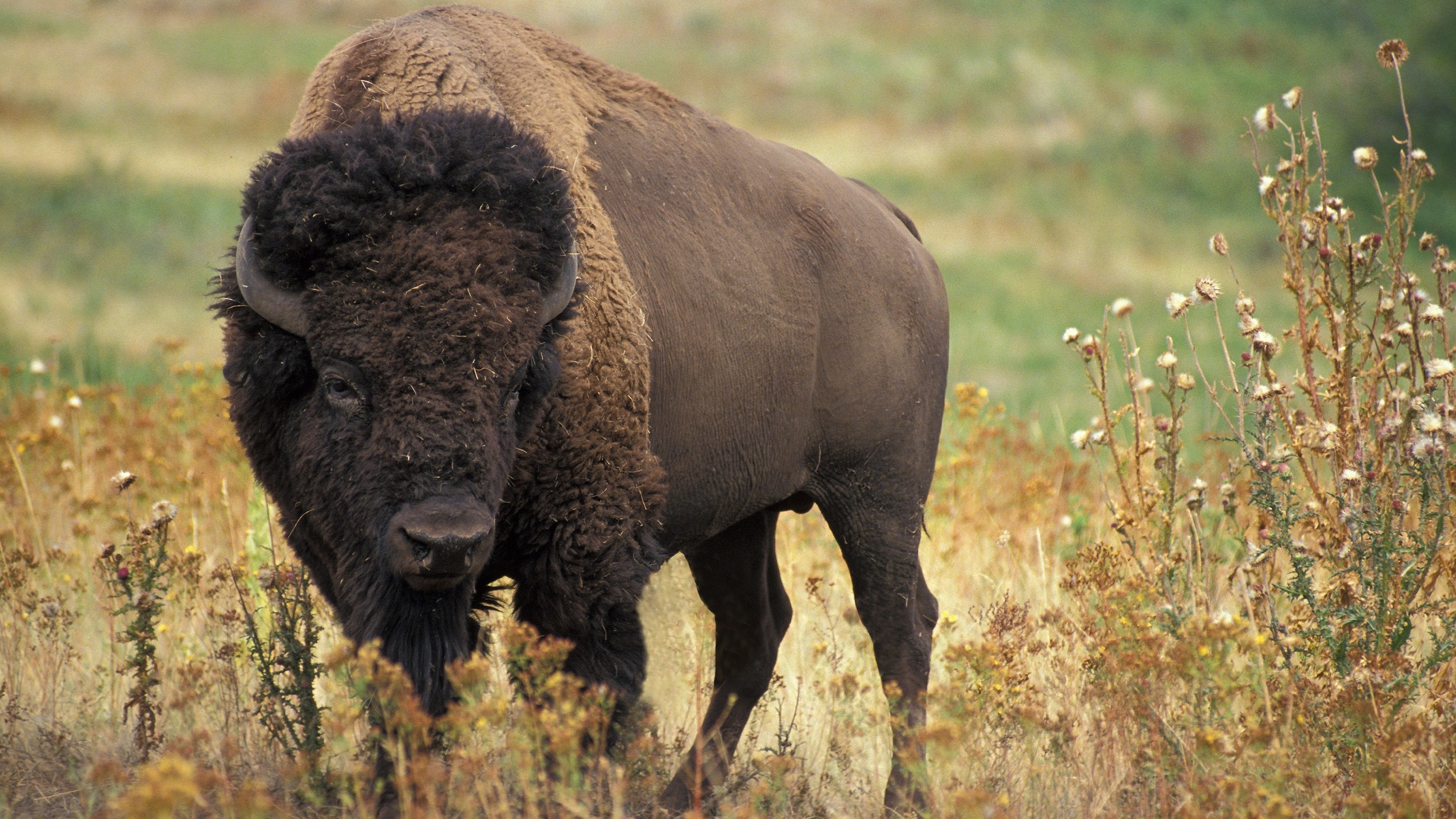 The Extinction Of The Roaming Buffalo A Sioux Tale Page 1