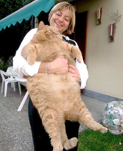 Very Big Cat