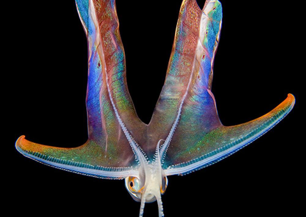 rainbow mood octopus