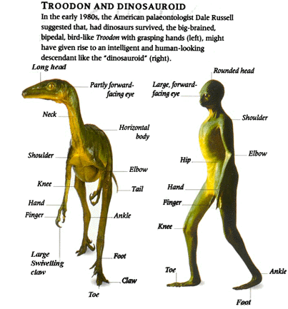 dinosaur to human evolution