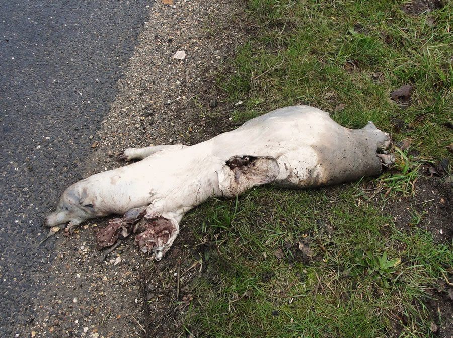 Badger Roadkill