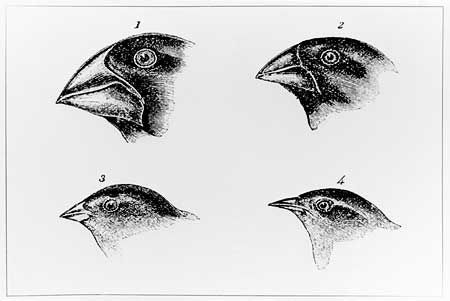 beaks selection different natural finch examples darwin finches charles evolution galapagos theory drawings darwins islands island which survival example beak