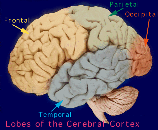 Functionality of the Human Brain Compared to Functionality of Basic