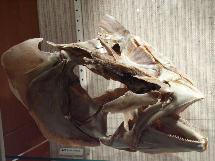 tuna skull