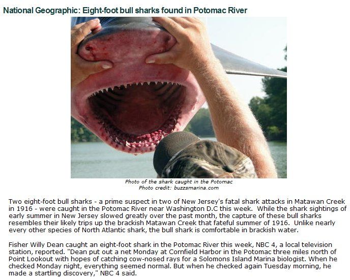bull shark brisbane river. Bull Sharks found in fresh