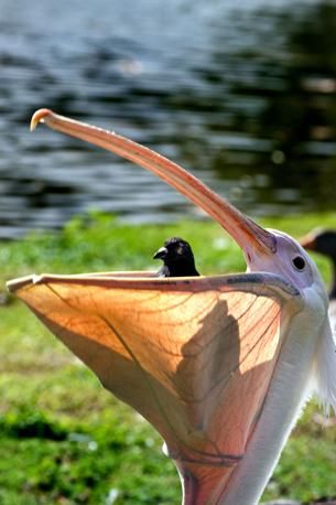 Pelican Eats Pigeon