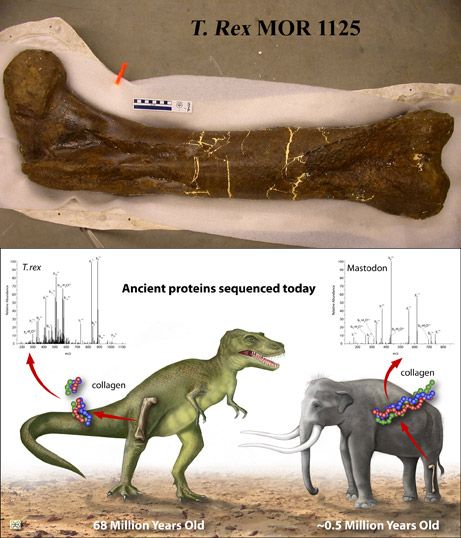 best preserved t rex