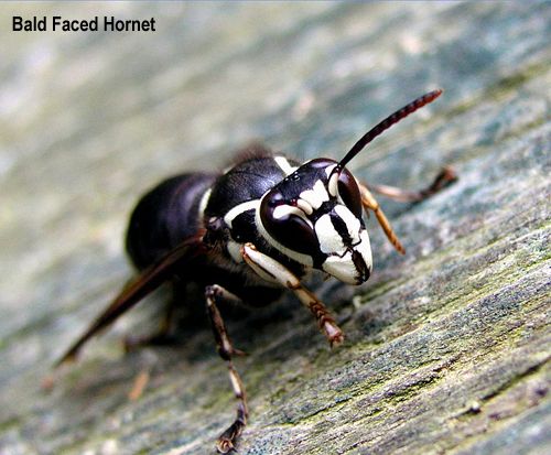 Yellow Jacket Wasp Pain Scale Rating: 2.0. Duration of pain: 4-10 minutes