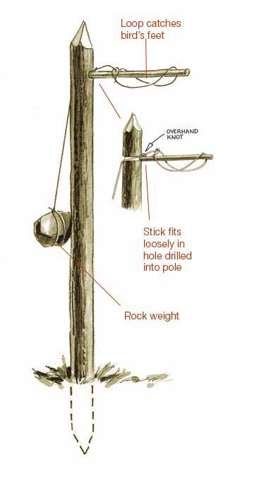 bird snare pole ojibwa trap traps snares primitive native trapping catch tools american build easy caught survival birds woods catching