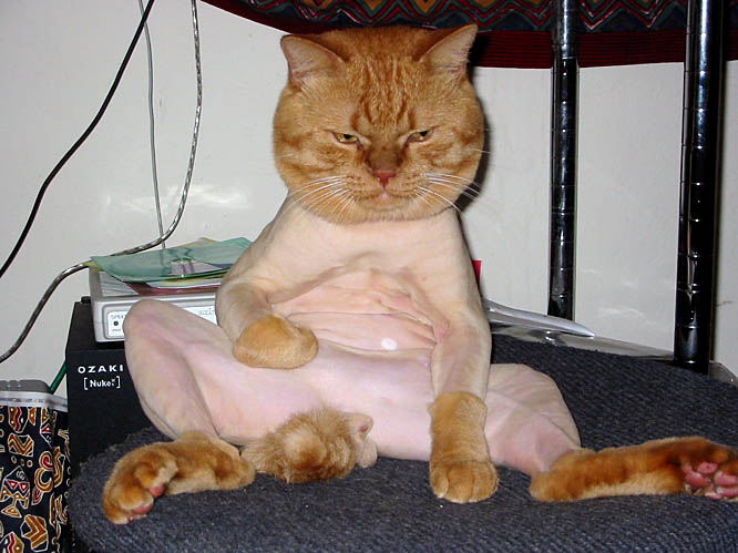 ats29247_angry_shaved_pussy.jpg