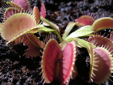 images of venus fly trap