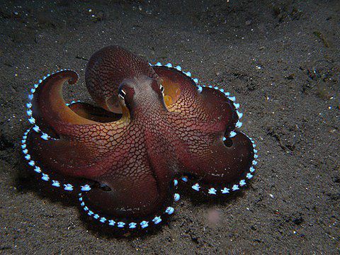Image result for octopus mimicry camouflage