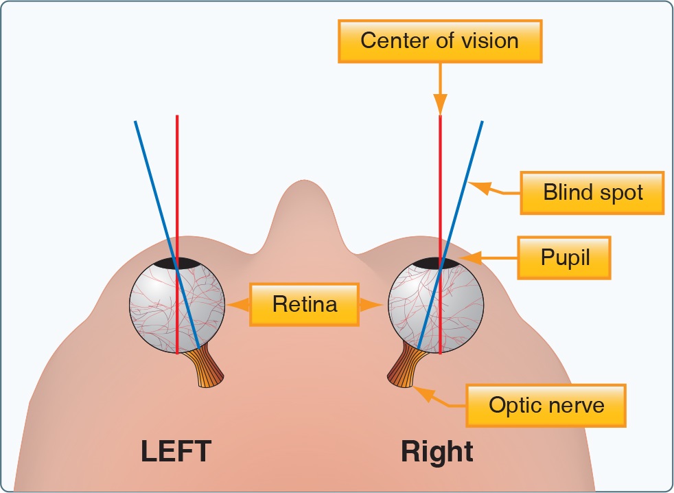 Что называют слепым пятном. Слепое пятно глаза. Слепое пятно в глазу у человека. Как определить слепое пятно. Опыт слепое пятно в глазу.