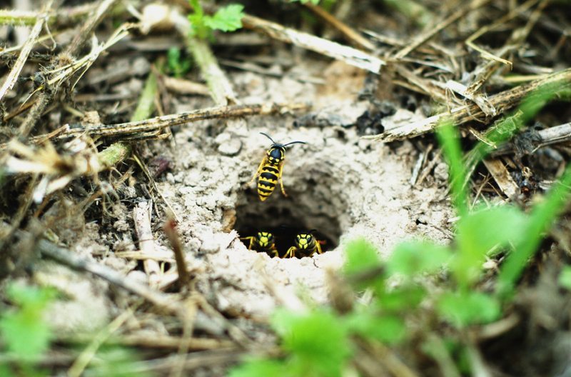 Super Wasp Nests in Alabama, page 1