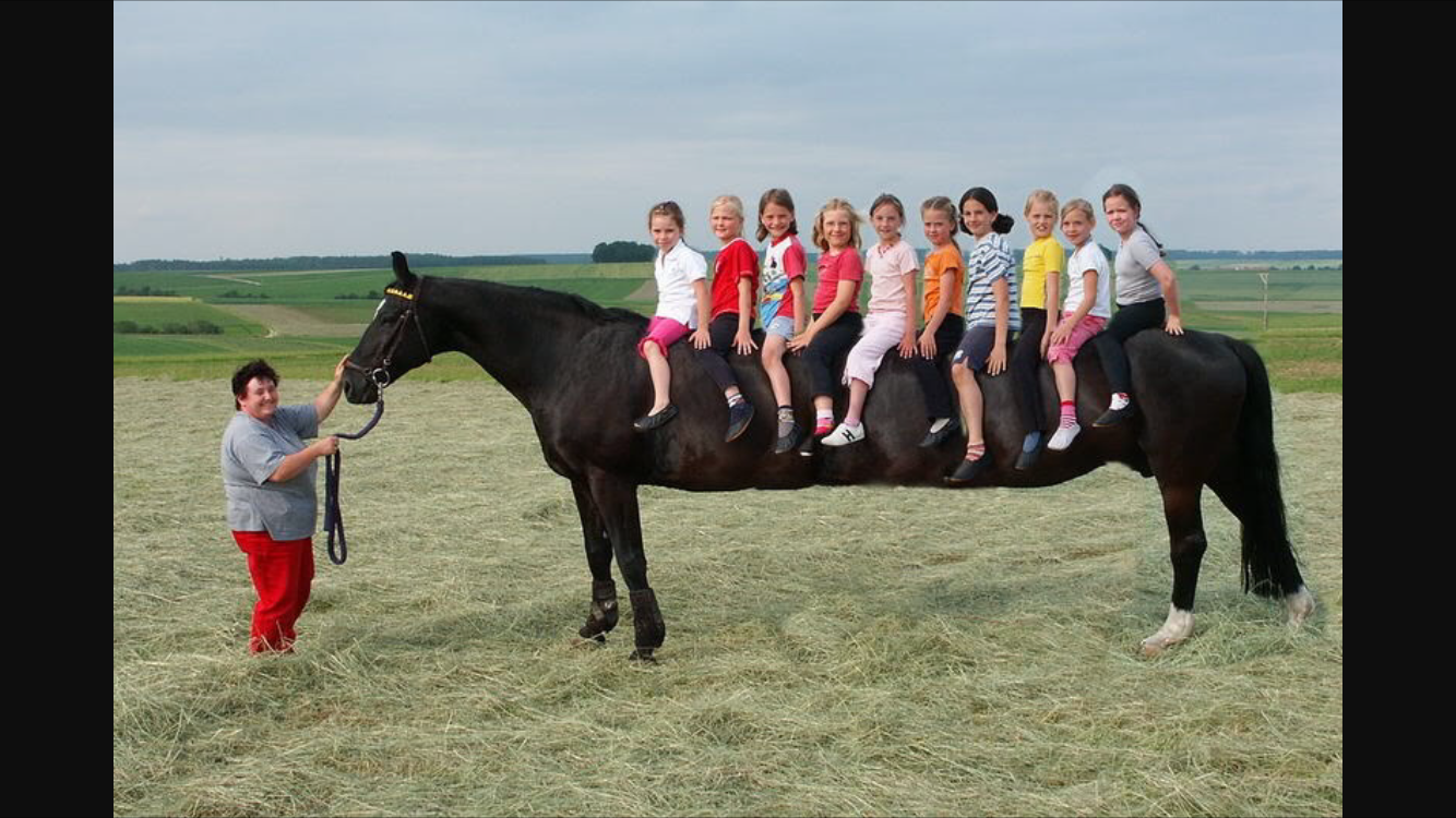 1 мужчина 1 конь. Самая длинная лошадь. Конь прикол. Цыганский лимузин конь. Самая длинная лошадь в мире.
