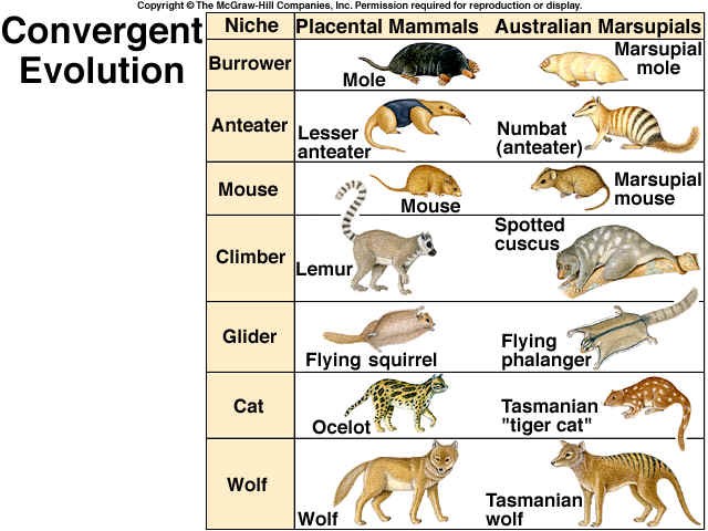 New species is more closely related to an elephant than a shrew ., page 1