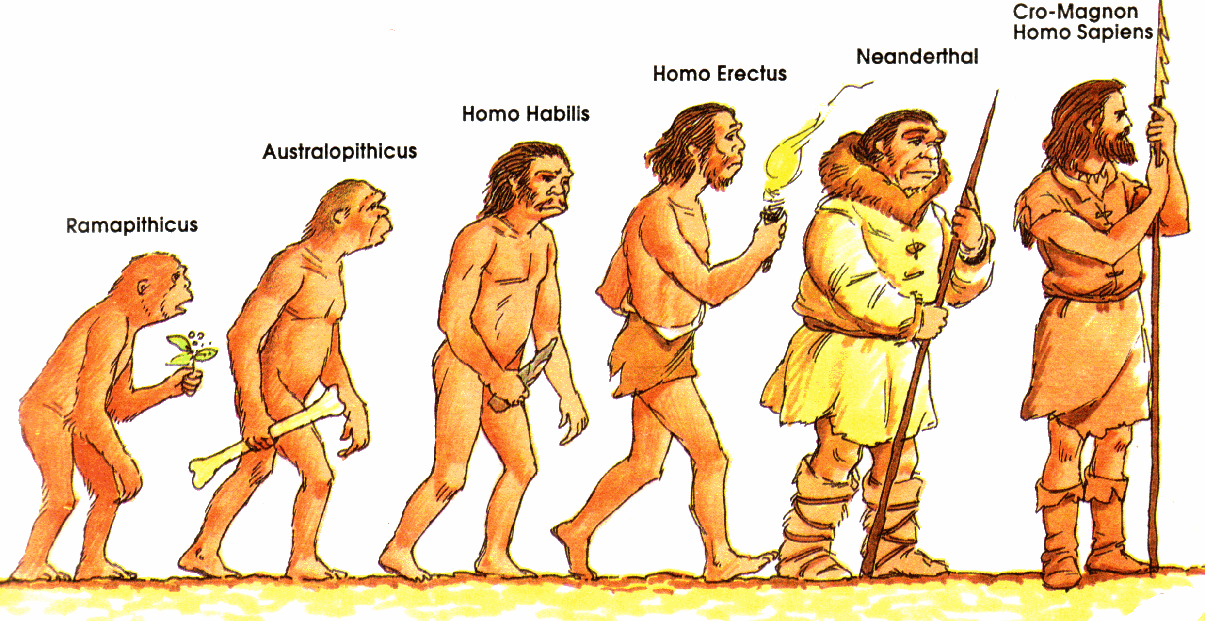 Homo sapiens картинки