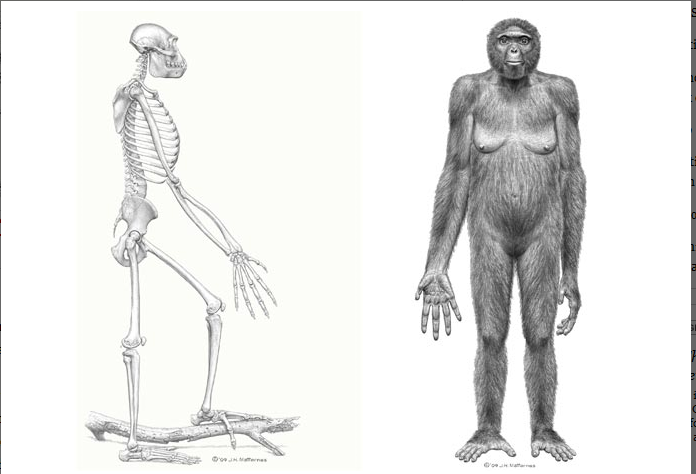 Австралопитеки прямохождение. Арди (ардипитек). Скелет Ardipithecus ramidus (Арди). Ардипитек скелет. Скелет австралопитека.