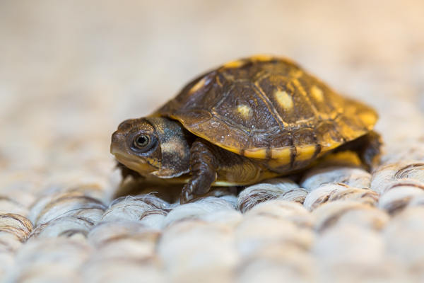 Box Turtle Hatchling (Warning: Contains Images of Extreme Cuteness), page 1