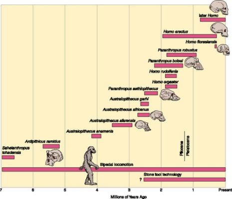 Famed Human Ancestor 