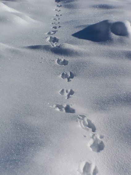 Strange footprints outside my bedroom window??, page 3