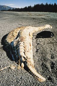 Weird remains of unidentified creature found in uk beach, page 2