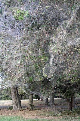 The ghost trees of Pakistan, page 1