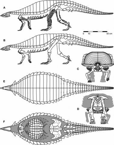 Typothorax - Alchetron, The Free Social Encyclopedia