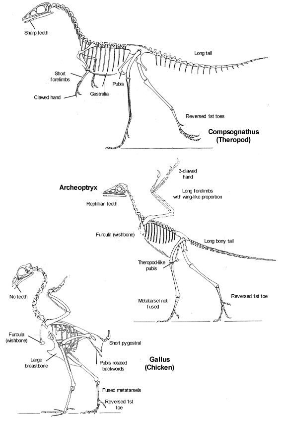 My Theory on the Birds., page 1